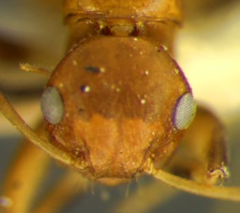 Media type: image; Entomology 9184   Aspect: head frontal view